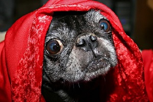¡Mi perro se come las cacas! Que no cunda el pánico, hay soluciones naturales