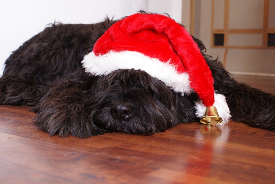 ¿Tu perro está bajo de energía? Prepárale unas ricas galletas “adaptógenas” estas Navidades