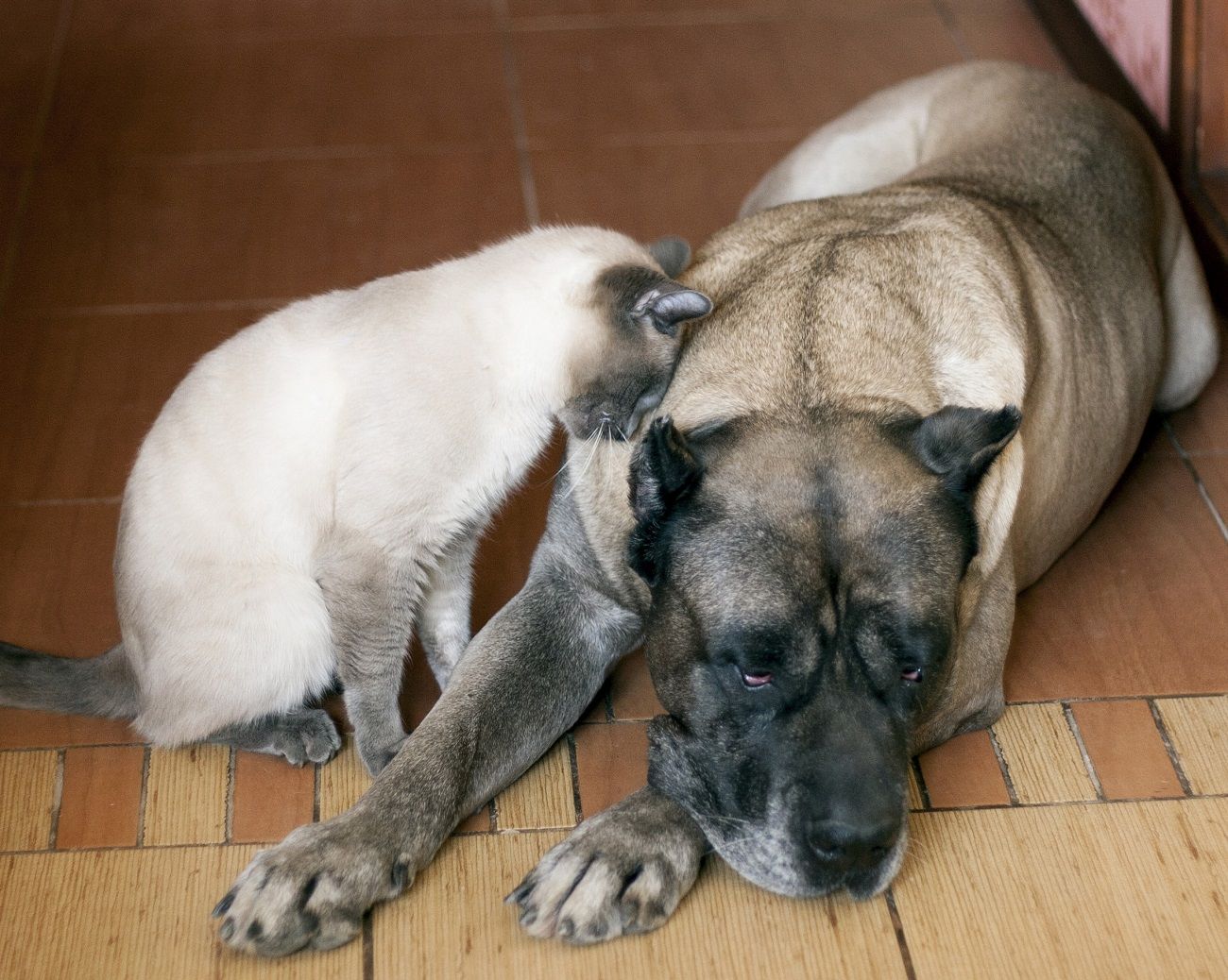 Tu perro o gato se ha hecho mayor: ¿sabes cómo cuidarle?
