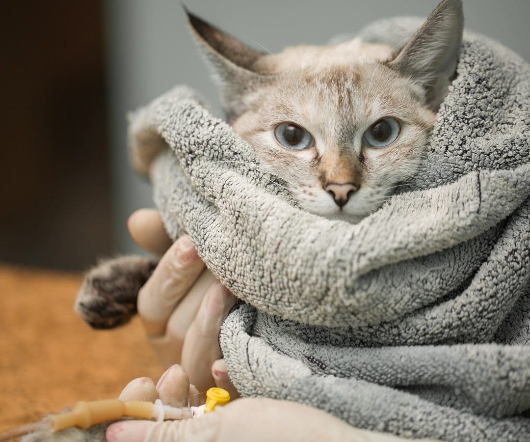 Remedios y terapias naturales problemas respiratorios de gatos - Herbolario para animales de Invierno