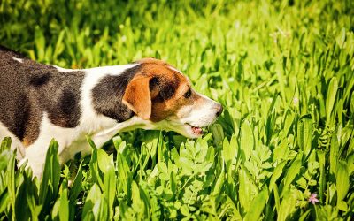 Evita los parásitos intestinales en tu perro o gato con productos naturales