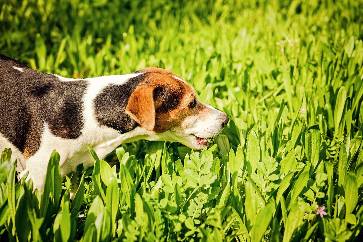 Evita los parásitos en tu perro o gato con productos naturales - Herbolario para animales Sol de Invierno