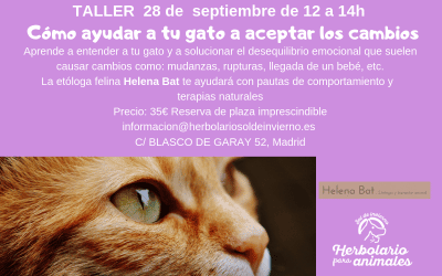 Cómo ayudar a tu gato a aceptar los cambios