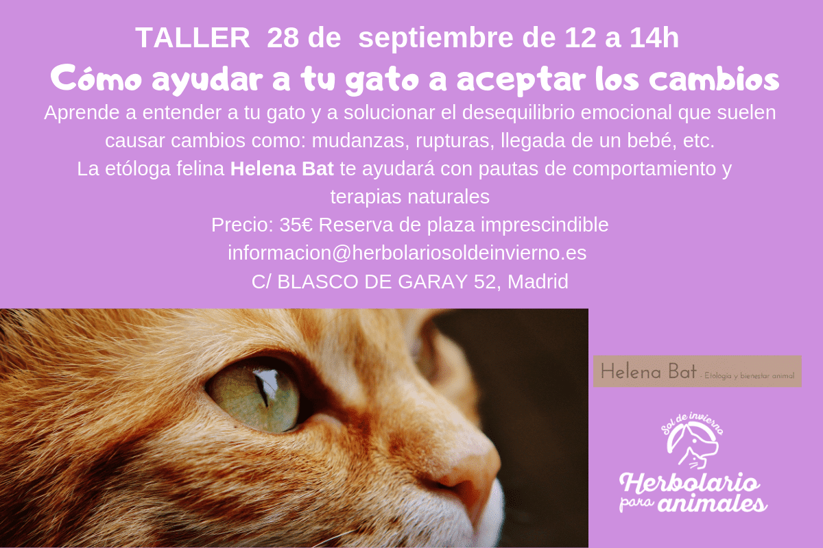 Cómo ayudar a tu gato a aceptar los cambios