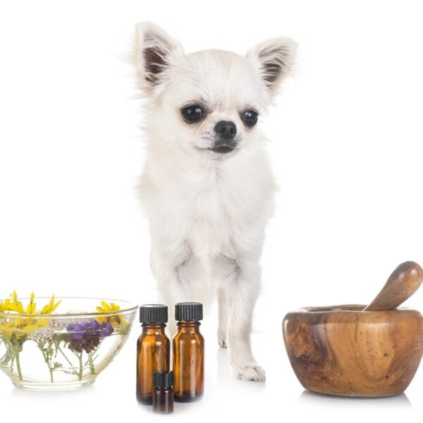 aromaterapia para perros y gatos. aceites-esenciales-calma