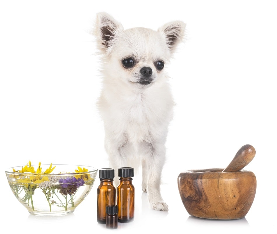 aromaterapia para perros y gatos. aceites-esenciales-calma