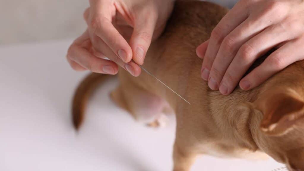 Acupuntura para mejorar la epilepsia