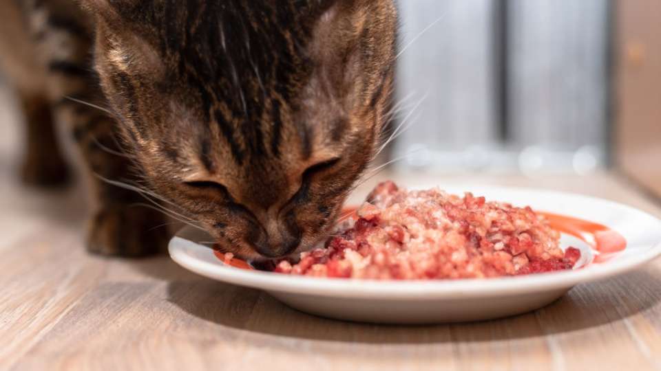 alimentación natural para perros y gatos