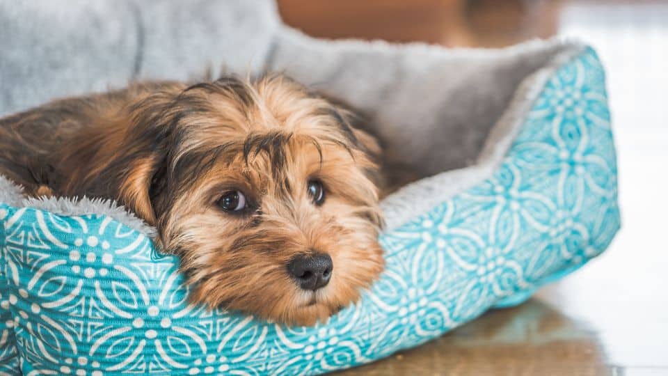 Ansiedad por separacion Perro solo en casa (1)