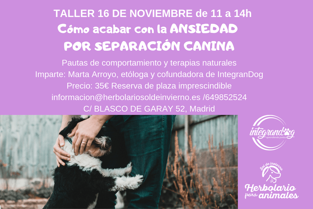 Taller de ansiedad por separación en perros