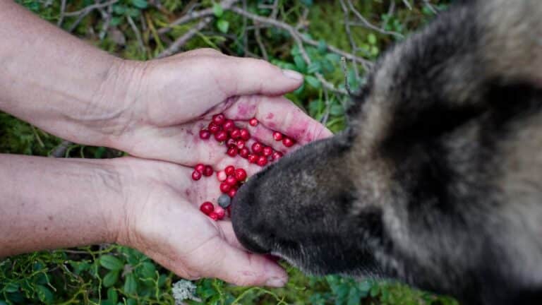 Antioxidantes perro