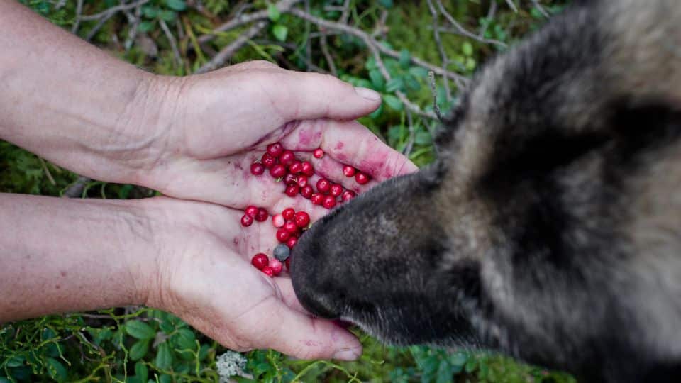 Antioxidantes perro