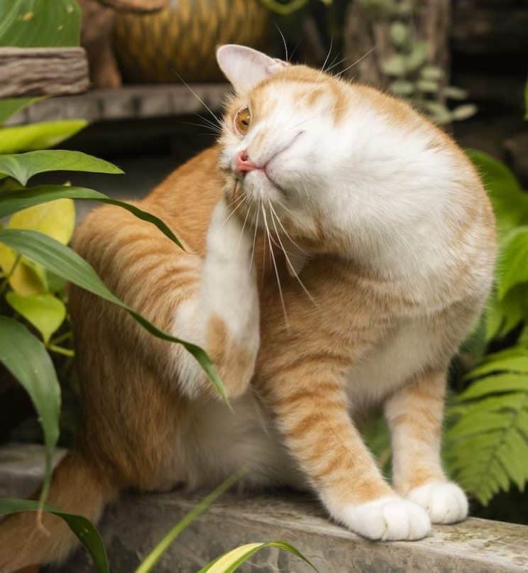 antiparasitarios-externos-gatos