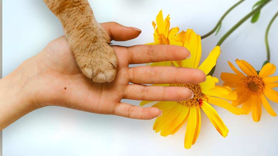 Arnica perros y gatos