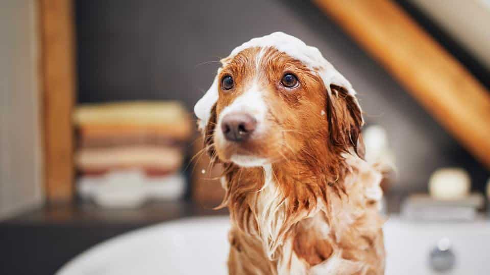 Aseo perros y gatos