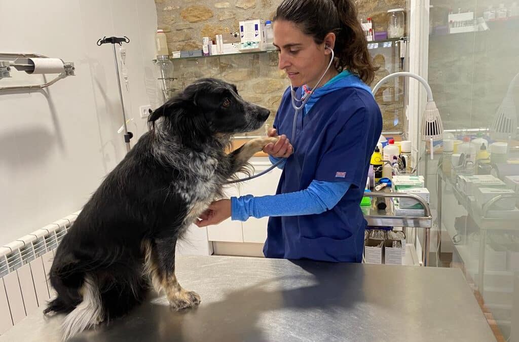 “Empleo acupuntura, moxibustión, flores de Bach y productos naturales como CBD, cúrcuma, artemisia anua y probióticos”, Carmen Naval, veterinaria integrativa