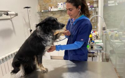 “Empleo acupuntura, moxibustión, flores de Bach y productos naturales como CBD, cúrcuma, artemisia anua y probióticos”, Carmen Naval, veterinaria integrativa