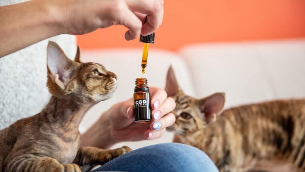 CBD para gatos