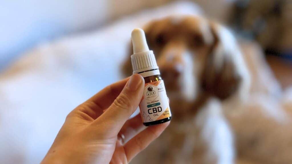 CBD para perros