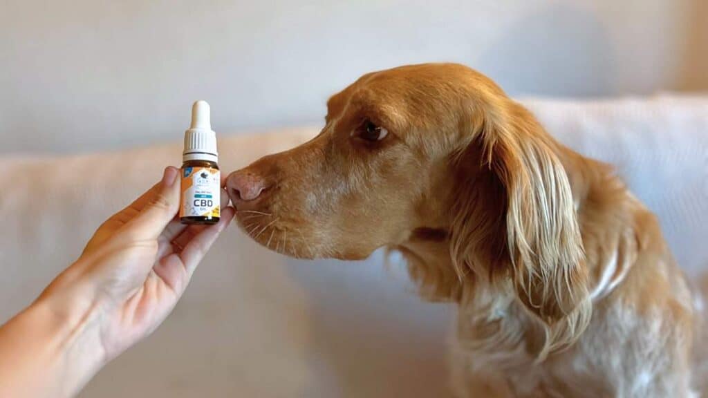 CBD para perros y gatos