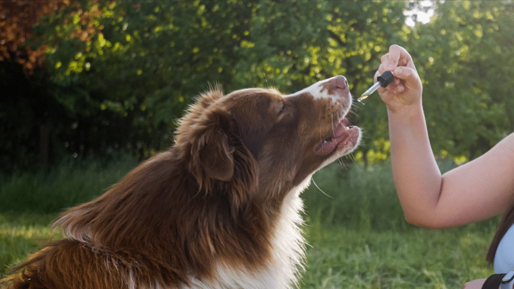 CBD para perros