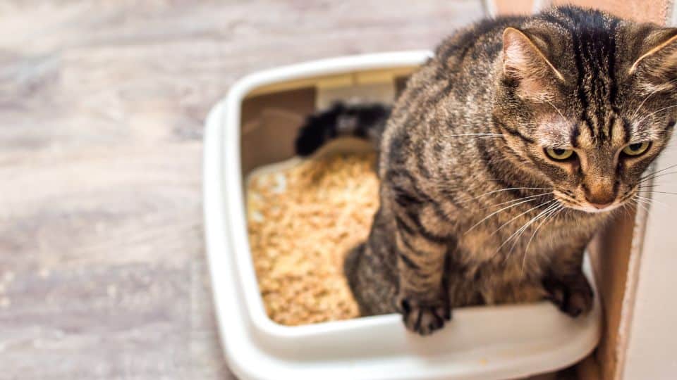 cistitis felina