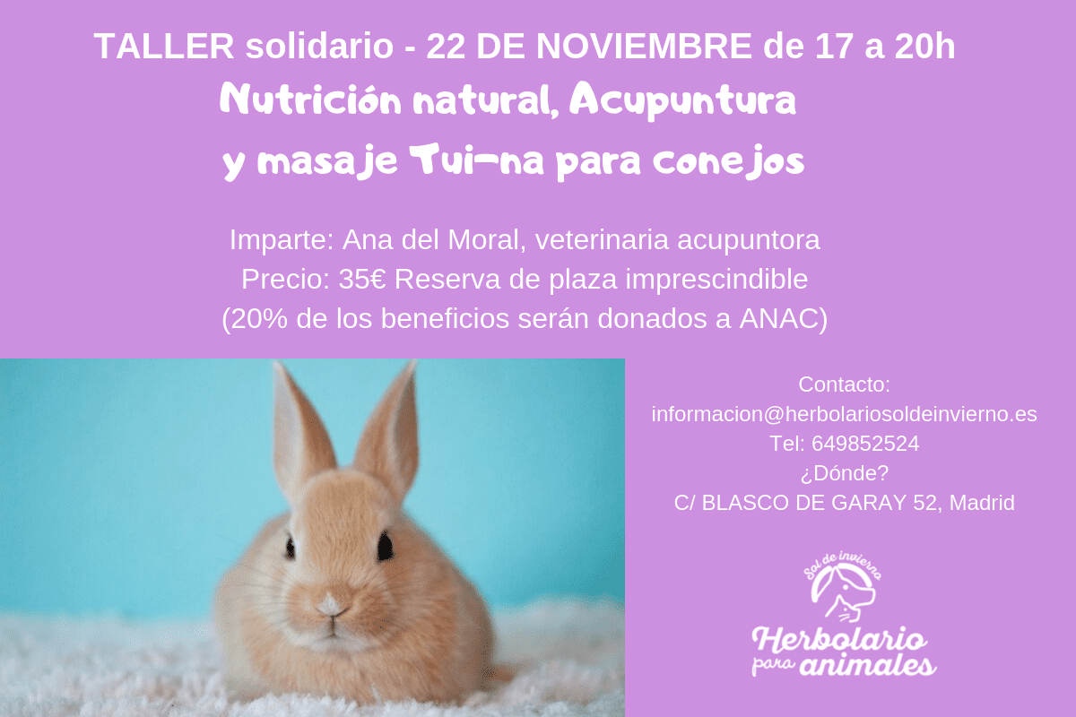Taller solidario de conejos