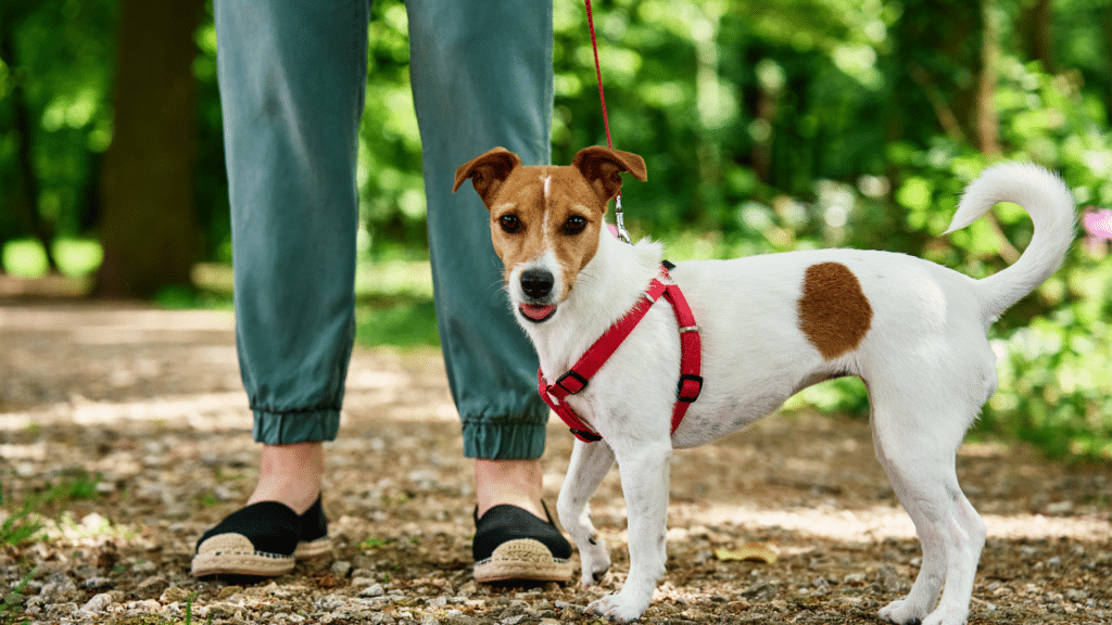 Creación de rutinas de paseo para ansiedad por separación