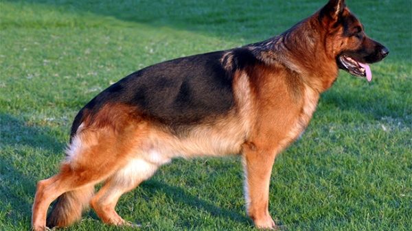 Tratamientos naturales para artrosis y artritis reumatoide en animales