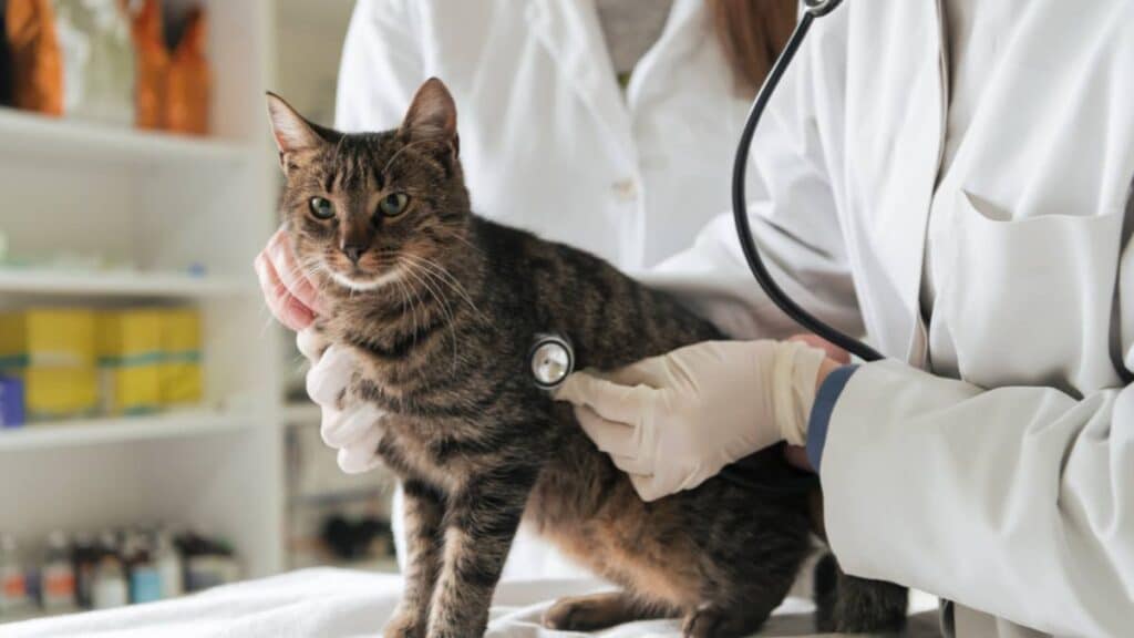 Disgnostico de epilepsia en gatos