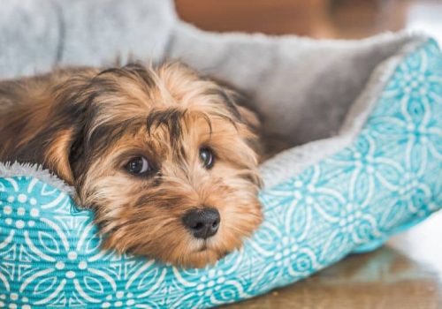 Ansiedad por separacion Perro solo en casa (1)