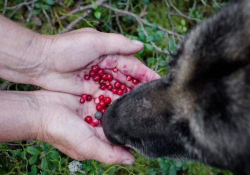 Antioxidantes perro