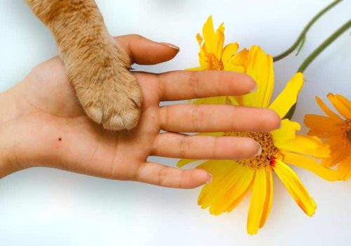 Arnica perros y gatos