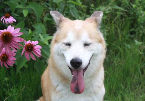 Echinacea for dogs and cats