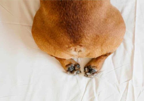 Glándulas anales perro gato