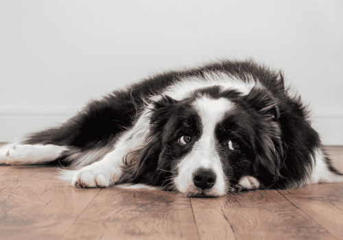 Tratamiento natural para ansiedad por separación en perros