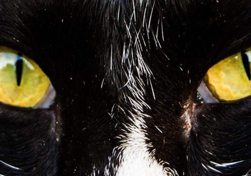 Higiene ocular en perros y gatos