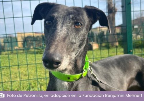 Leishmaniasis en perros y gatos