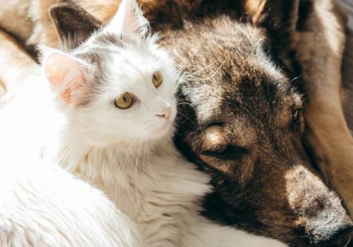 Tratamientos naturales para mejorar la salud de perros y gatos