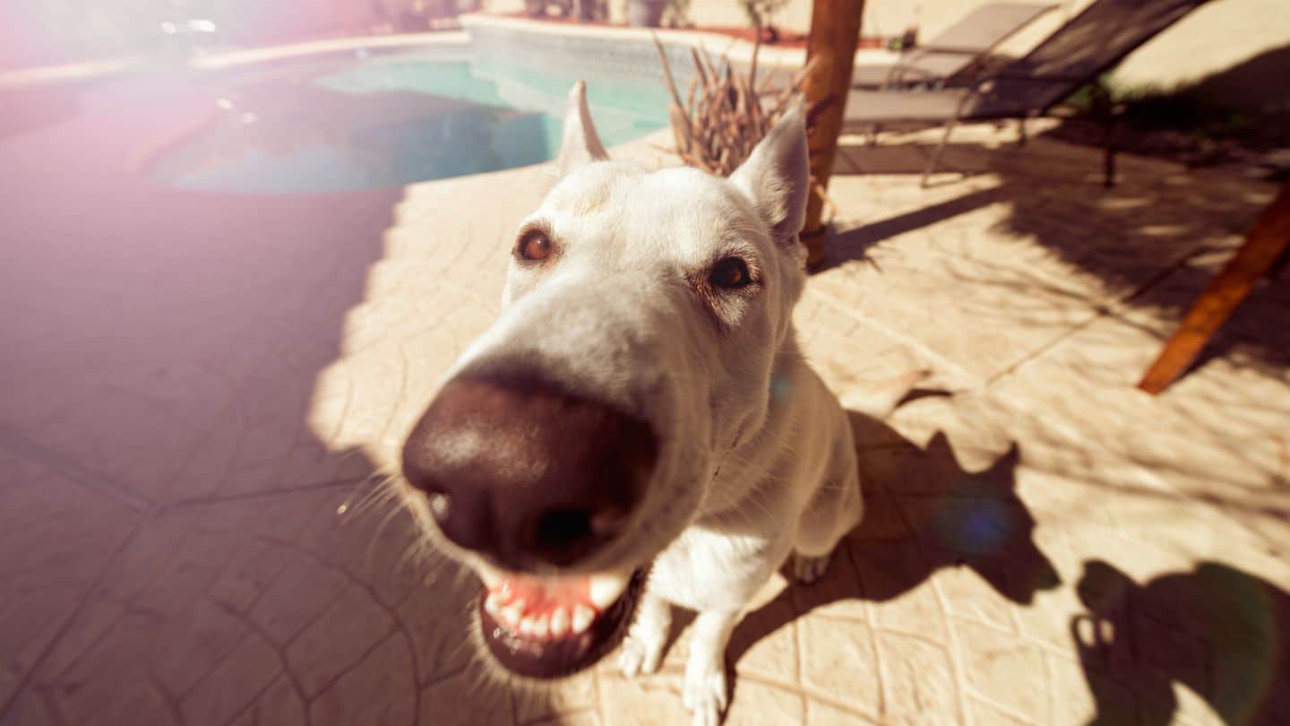 Epilepsia en perros y gatos