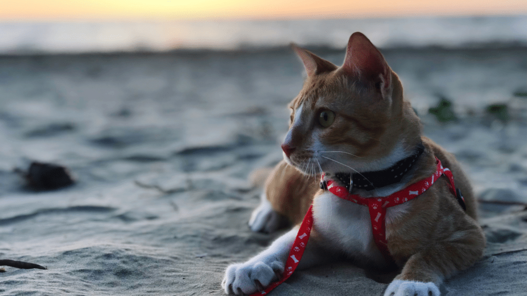 gato en la playa