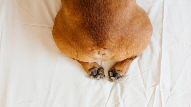 Glándulas anales perro gato