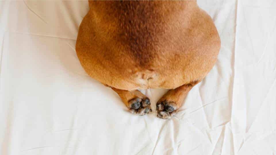 Glándulas anales perro gato