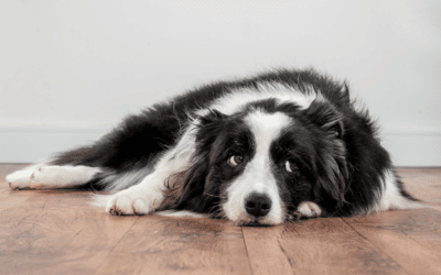 Tratamiento natural para ansiedad por separación en perros