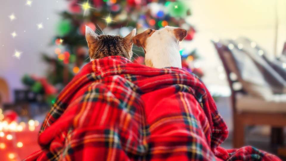 Regalos de Navidad para perros y gatos