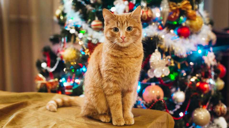 Regalos de Navidad para gatos