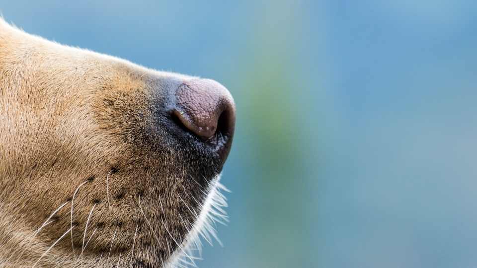 Juegos de olfato para perros