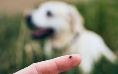 Soluciones naturales para alejar a los parásitos externos de perros y gatos