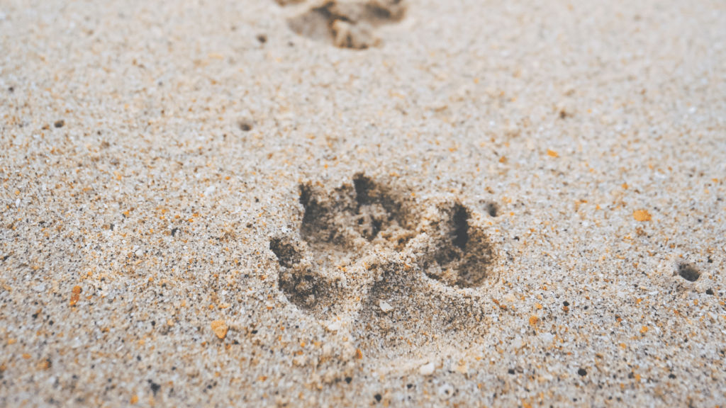 Ir a la playa con tu perro o gato