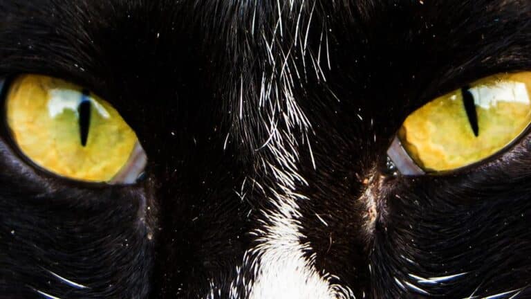Higiene ocular en perros y gatos